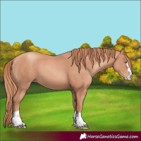 Horse Color:Gold Champagne 