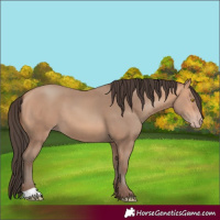 Horse Color:Amber Champagne 