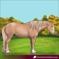 Horse Color:Gold Champagne