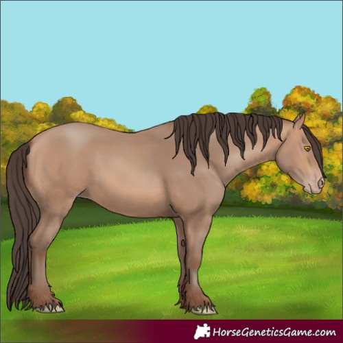 Horse Color:Amber Champagne 