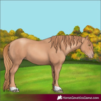 Horse Color:Gold Champagne 