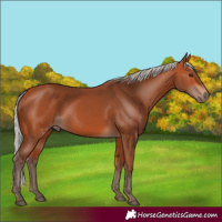 Horse Color:Silver Bay