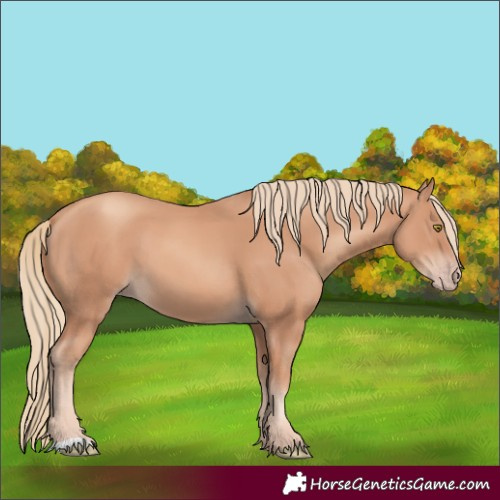 Horse Color:Gold Champagne 