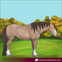 Horse Color:Amber Champagne 