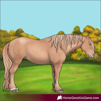 Horse Color:Gold Champagne