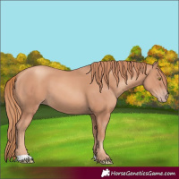 Horse Color:Gold Champagne 