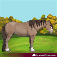 Horse Color:Classic Champagne