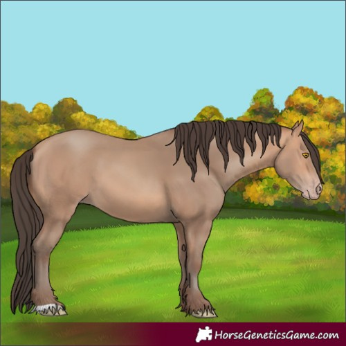Horse Color:Amber Champagne 