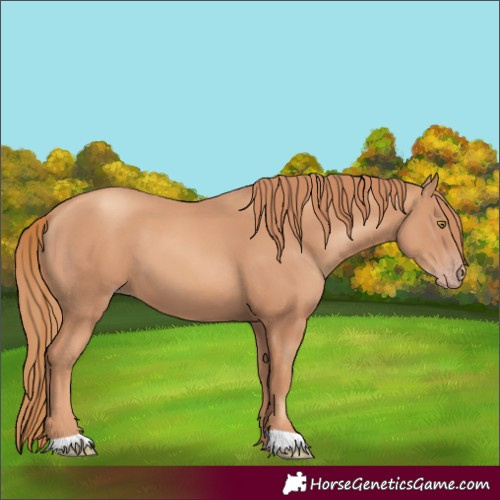 Horse Color:Gold Champagne 