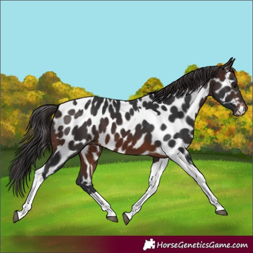 Horse Color:Brown Tobiano Near Leopard