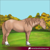 Horse Color:Gold Champagne