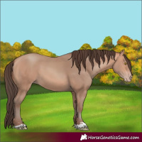 Horse Color:Amber Champagne