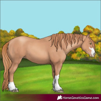 Horse Color:Gold Champagne