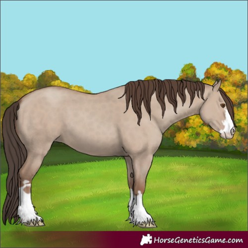 Horse Color:Classic Champagne Dun 
