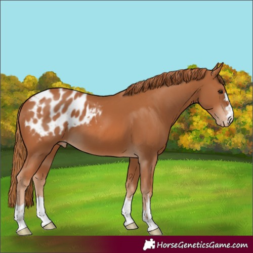 Horse Color:Chestnut Appaloosa 