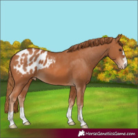 Horse Color:Chestnut Appaloosa