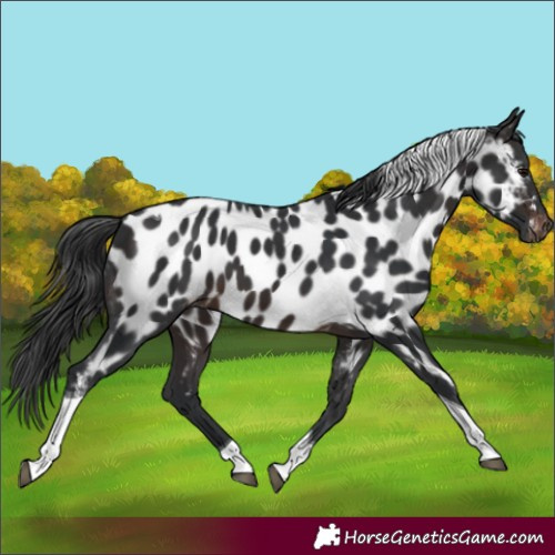 Horse Color:Brown Tobiano Near Leopard