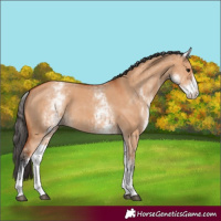 Horse Color:White Spotted Bay Dun Rabicano and White Spotted Bay Dun Rabicano