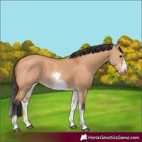 Horse Color:White Spotted Bay Dun Rabicano and White Spotted Bay Dun Frame Rabicano