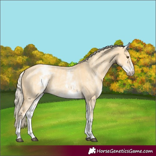 Horse Color:White Spotted Palomino Dun Rabicano and White Spotted Palomino Dun Rabicano