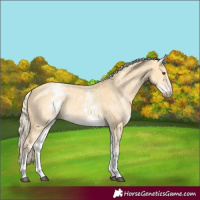 Horse Color:White Spotted Palomino Dun Rabicano and White Spotted Palomino Dun Rabicano