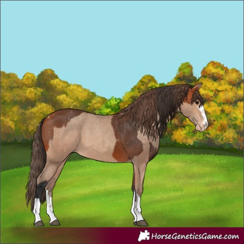 Horse Color:Bay Appaloosa  and Amber Champagne Appaloosa 