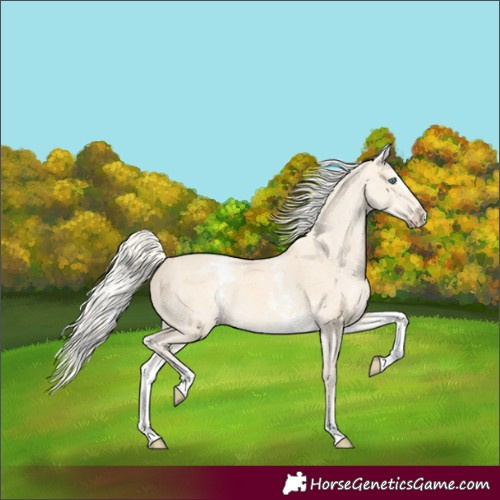 Horse Color:Cremello Dun  and White Spotted Cremello Splash Rabicano 