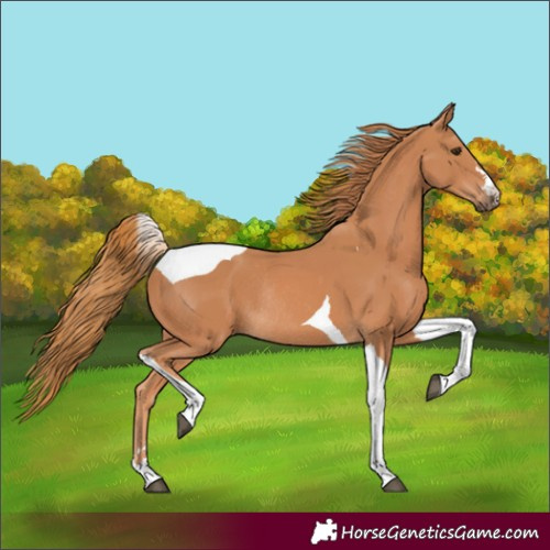 Horse Color:Chestnut Tobiano Rabicano