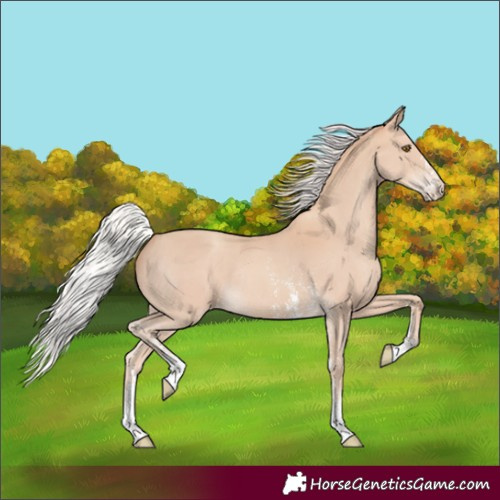 Horse Color:Silver Classic Champagne Sabino Appaloosa Rabicano