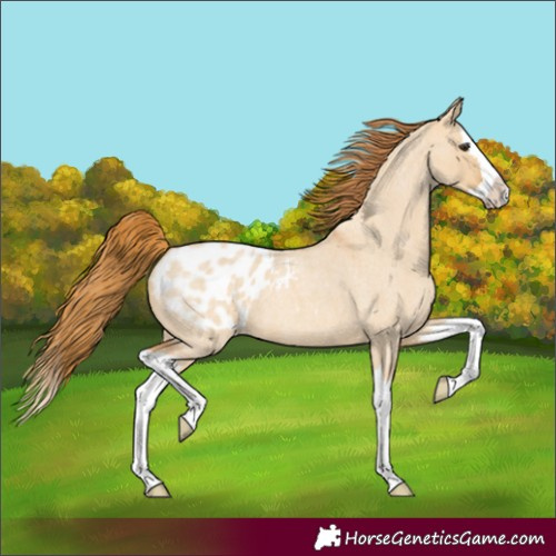 Horse Color:Red Dun Roan Splash Appaloosa