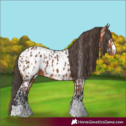Horse Color:Bay Appaloosa  and Bay Appaloosa 