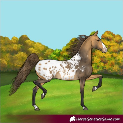 Horse Color:Buckskin Splash Frame Appaloosa Rabicano