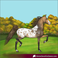 Horse Color:Buckskin Splash Frame Appaloosa Rabicano 