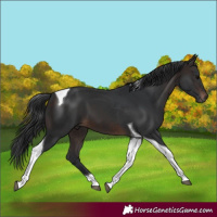 Horse Color:Brown Tobiano 