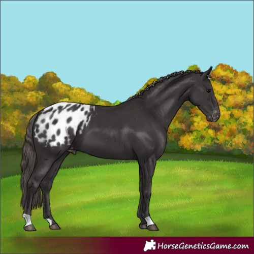 Horse Color:Smoky Black Appaloosa 
