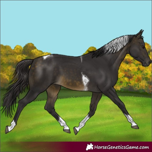 Horse Color:Buckskin Tobiano