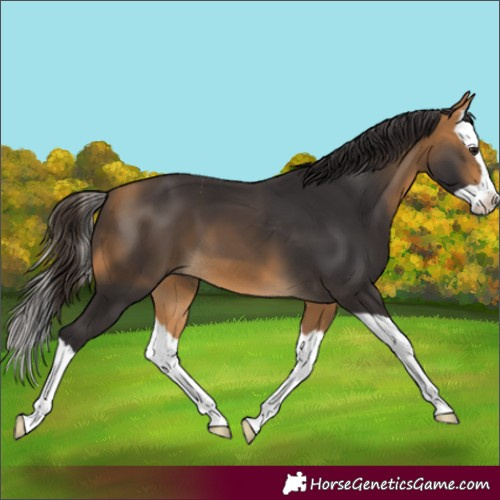 Horse Color:Buckskin Splash 