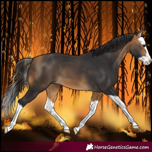 Horse Color:Buckskin Splash 