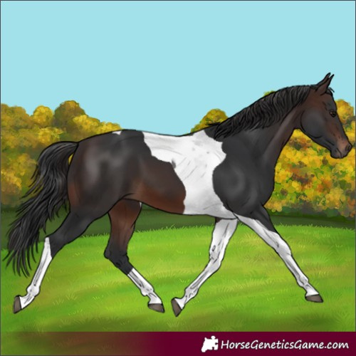 Horse Color:Brown Tobiano