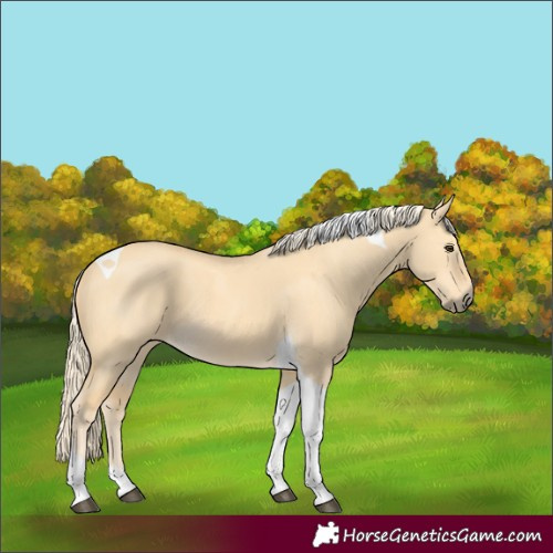 Horse Color:Palomino Dun Tobiano 