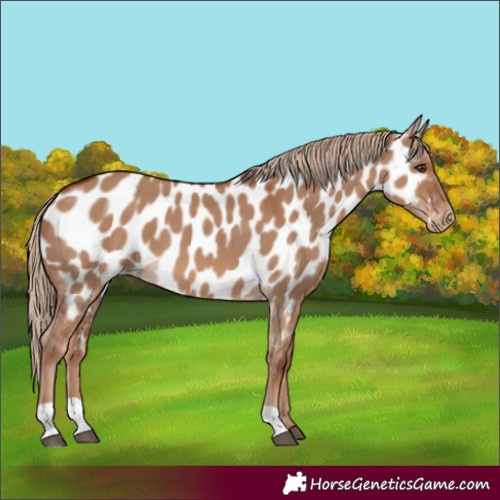 Horse Color:Red Dun Appaloosa 