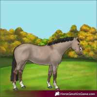 Horse Color:Liver Red Dun Rabicano 