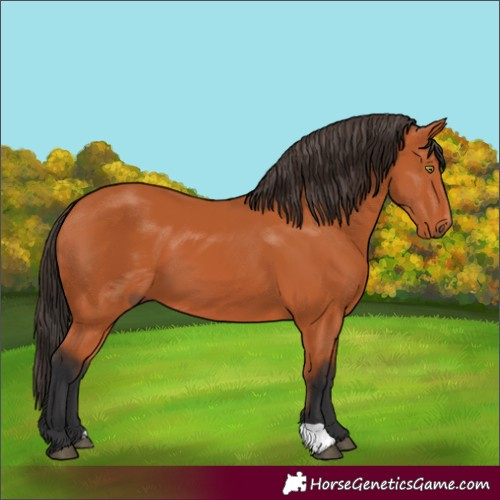Horse Color:Bay 