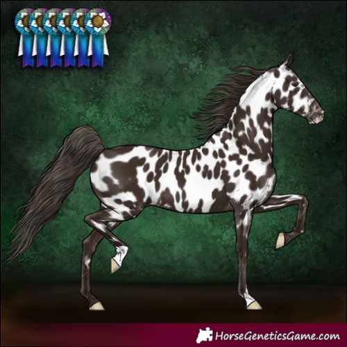 Horse Color:Liver Chestnut Near Leopard