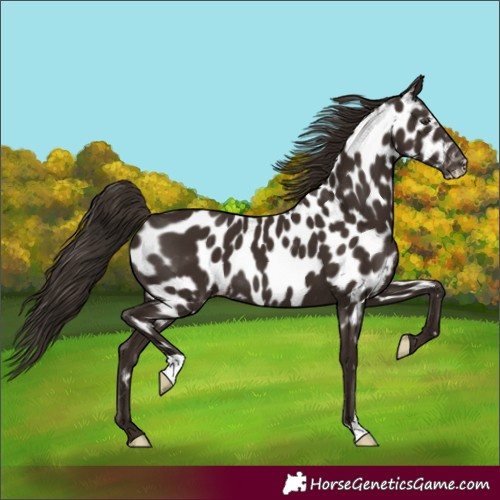 Horse Color:Liver Chestnut Appaloosa 