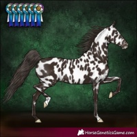 Horse Color:Liver Chestnut Near Leopard