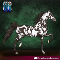 Horse Color:Liver Chestnut Appaloosa 