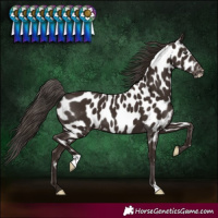 Horse Color:Liver Chestnut Near Leopard