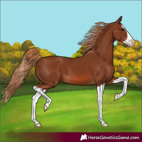Horse Color:Chestnut Splash