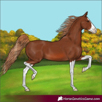 Horse Color:Chestnut Splash